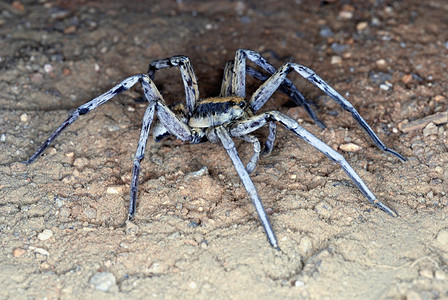 Lycosidae狼或地面蜘蛛这是一个庞大的蜘蛛家族捕食地面上的猎物大部分是深褐色的可以被典型眼组织所识别第一排有四只小眼睛两非图片