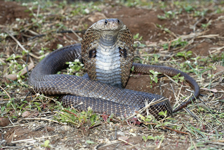 纳贾naj是毒蛇的基因纳贾是最公认的广泛蛇群通常被称为眼镜蛇穆尔希蓬马哈拉施特mahrst因迪亚图片