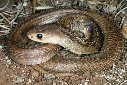 纳贾naj是毒蛇的基因纳贾是最公认的广泛蛇群通常被称为眼镜蛇穆尔希蓬马哈拉施特mahrst因迪亚图片