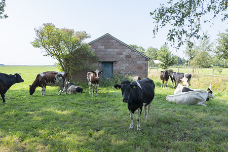在苏黎世和之间草原上的黑白牛和图片