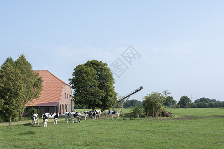 在苏黎世和利尔之间位于下萨克斯的传统德国农场附近的草地上年轻奶牛图片