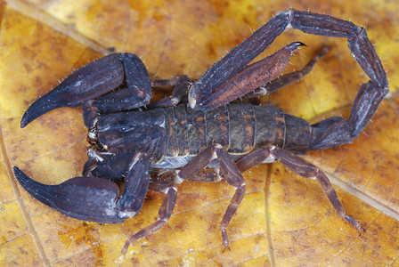 一种极为罕见的蝎子种类这些仅限于跨西马拉扬森林显示出严重的畸形在其他的蝎子种类中是未知的arunchlprdeshinda图片