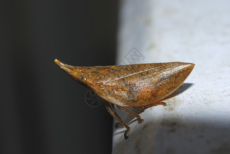 一些昆虫其中之一是他无数昆虫之一在阿鲁纳查尔草原的森林里发现图片