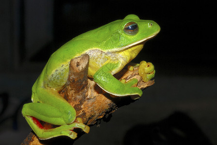 马克西姆rhacoprusignus一种大型滑翔青蛙在低地长林中水坑发现背景