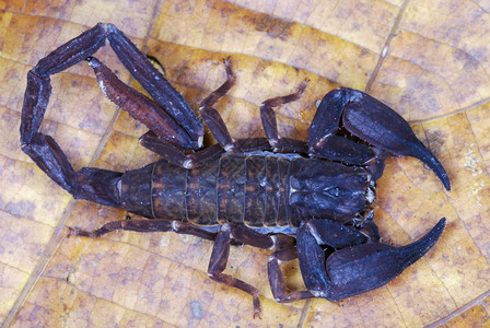 雌蝎子种一极为罕见的蝎子种它们仅限于跨海马拉扬森林显示出著的畸形在其他蝎子种中是未知的arunchlprdeshinda图片