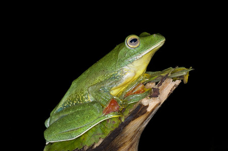 麦巴飞青蛙rhacoprusmalbricus图片