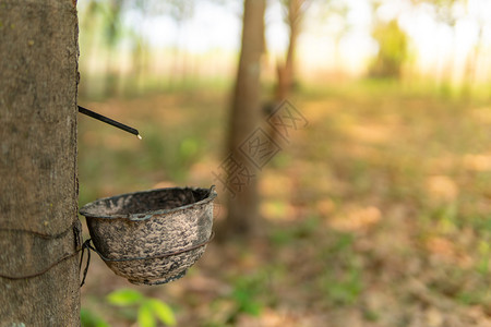 利用橡胶树提取的乳图片