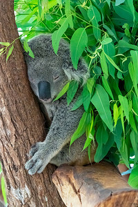考拉睡在树上图片