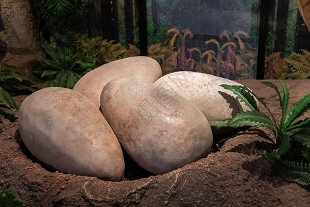 2019年7月日海燕角博物馆的恐龙蛋是泰国东北部的一个地质博物馆图片