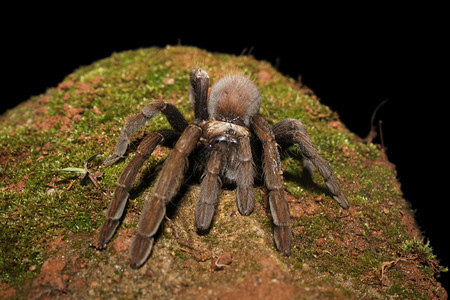 凝固诱变物地amboliahrst由一组毛状的蜘蛛成而且往非常大主要属于该家庭图片