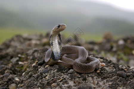 帕纳贾纳贾naj是印度次大陆原生的毒蛇背景