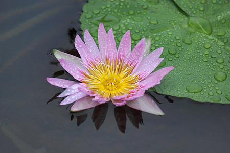 紫色莲花紧闭纳隆特努西法拉蓝水百合莲花印地安的蓝色莲花图片