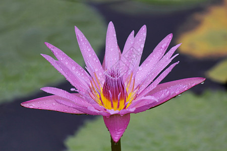 紫色莲花紧闭纳隆特努西法拉蓝水百合莲花印地安的蓝色莲花图片