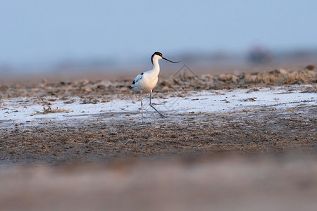 卡塞塔王宫piedavocetrecurvirostraavosettakutch的littlerann古吉拉特邦印度背景