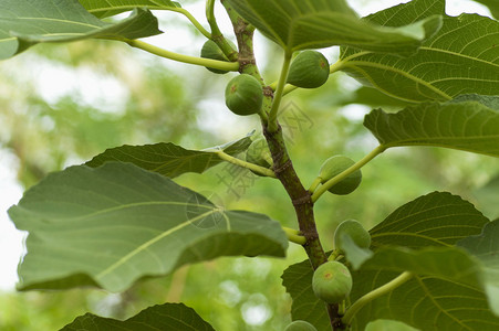 马哈拉施特邦附近的绿花果树图片