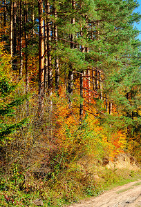 秋天风景阳光明媚的日子里黄树图片