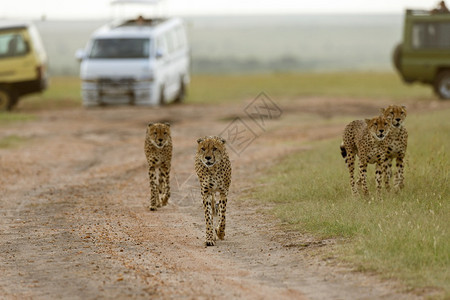 猎豹联盟兄弟同锡尼古丁马赛拉肯亚非洲图片