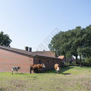 在德国南部的典型红砖农场附近在德国低盐酸部分以南的伦和瑞因之间在典型的红砖农场附近有奶牛图片