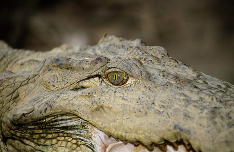 沼泽鳄鱼的眼睛从tadob和hri老虎保留地mahrstind图片