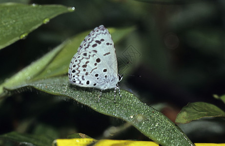 来自安博利森林的蝴蝶图片