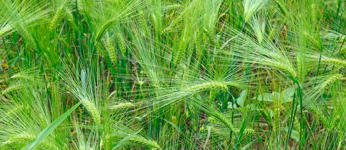 小麦耳朵的明亮背景夏日广博的照片图片