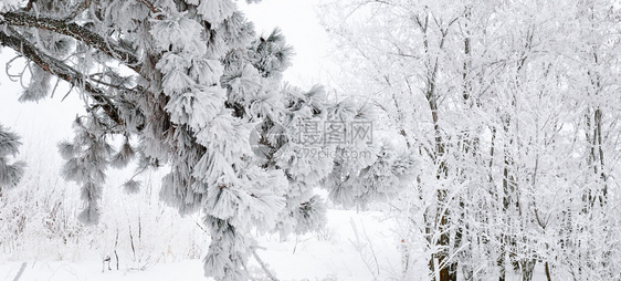 冬季风景雪中的森林宽阔的照片图片