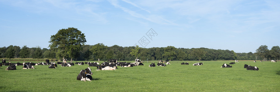 黑白荷尔斯坦奶牛在草地的黑白荷尔斯坦牛和在乌特勒支省内地的树木全景图片