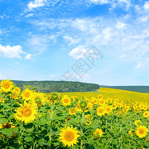 向日葵花对着蓝天和开阔的田地农业景观图片