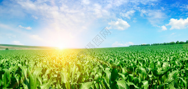 绿色的玉米田和明亮日出与蓝色天空农业景观宽广的照片背景图片
