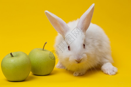 小白兔苹果在黄色背景上图片