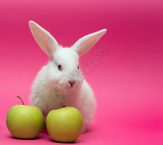 小白兔苹果在粉红背景上图片