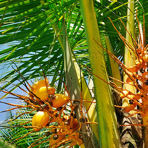 棕榈叶背景的椰子背景图片