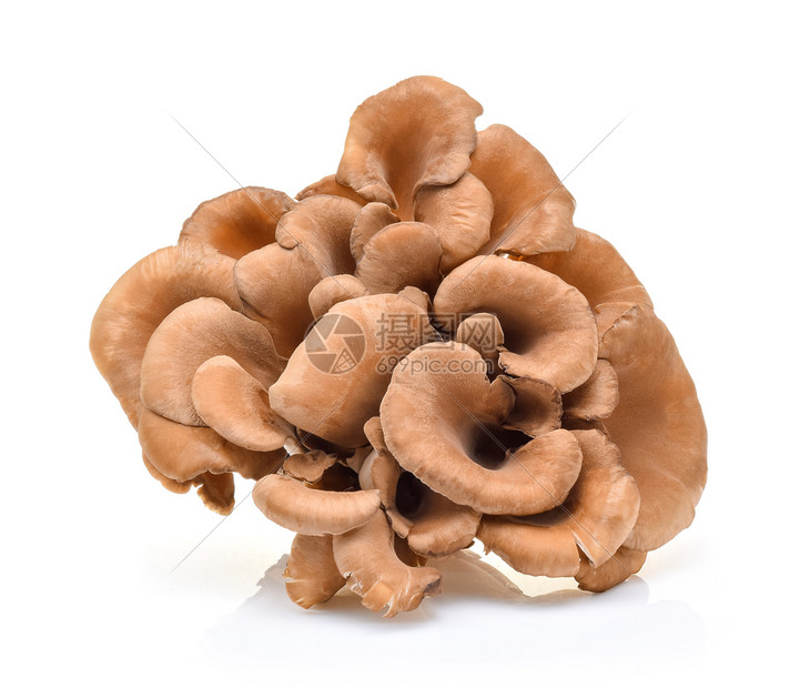白色背景的maitke蘑菇图片