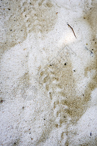 热带海滩小乌龟的脚印图片