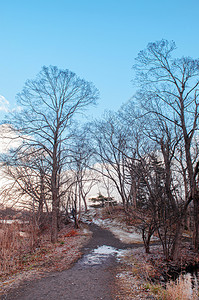 寒冷的冬里与无叶树干枯的公园自然小径图片
