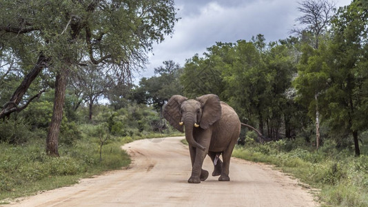 非洲灌木大象横越非洲南部的Kruge公园的fari路非洲大象家族的Speciloxdntafricn家庭图片