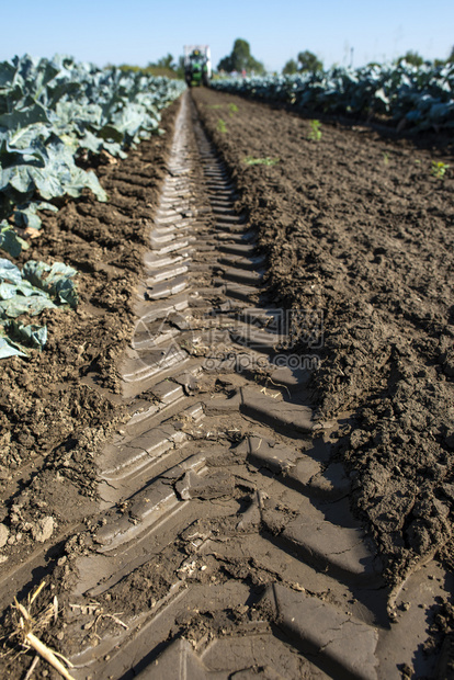 种植花椰菜的概念阳光明媚的一天拖拉机轮胎的痕迹图片