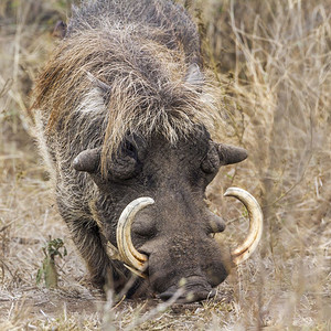 猪长富非洲南部的Kruge公园非洲南部的Kruge公园的Peciphaoerus非洲家庭背景