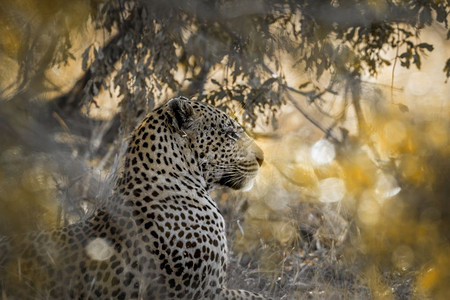 亚拉公园中的豹子srilank背景图片