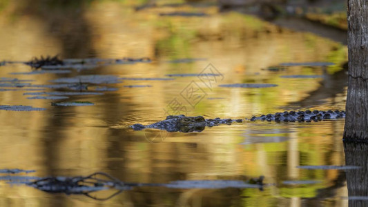 Crocdyliae无鳄鱼家庭非洲南部Kruge公园无鳄鱼图片