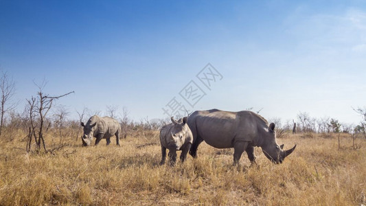 南部非洲Kruge公园南方白犀牛图片