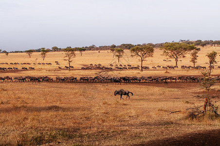 晚上非洲沙漠野生动物大迁徙期间的非洲沙漠野生动物之旅图片
