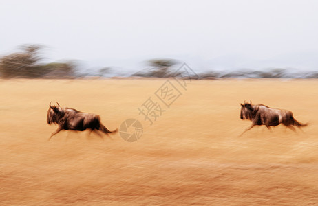 晚上非洲野生物最快速跑动的抽象模糊图图片