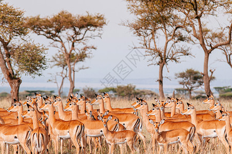 肯尼亚动物大迁徙格鲁梅蒂迁移高清图片