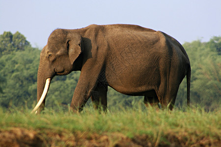 华文楷体卡纳塔克华文楷体在纳加洞里的雄印度大象华文楷体是的图片