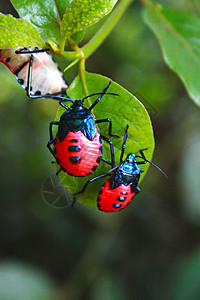 蓝益椿象：昆虫纲的时髦小生，吮吸叶汁的丰富多彩生活图片