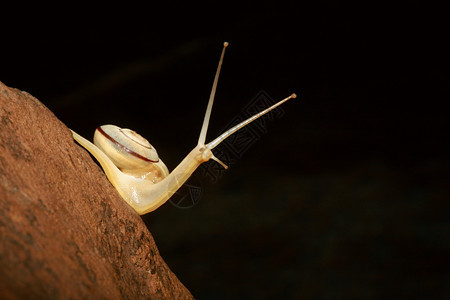 林中蜗牛卡纳塔斯的monachides是一种呼吸空气的陆地蜗牛背景图片