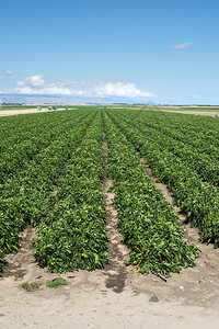 田里种植胡椒农场里种植天然蔬菜图片