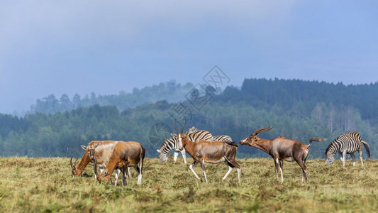 Mliwane野生物保护区景色斯瓦兹兰SpeciDamliscupygarus和bovidae的Phlps家族斯瓦兹兰Mliwa图片