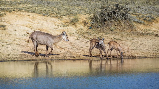 南非洲Kruge公园湖边的普通水桶女和两名年轻子非洲南部Kruge公园的bovidae的Spcikobuseliprymnus家图片